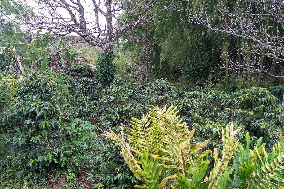 Cajibío, Cauca — trasteos desde Popayán
